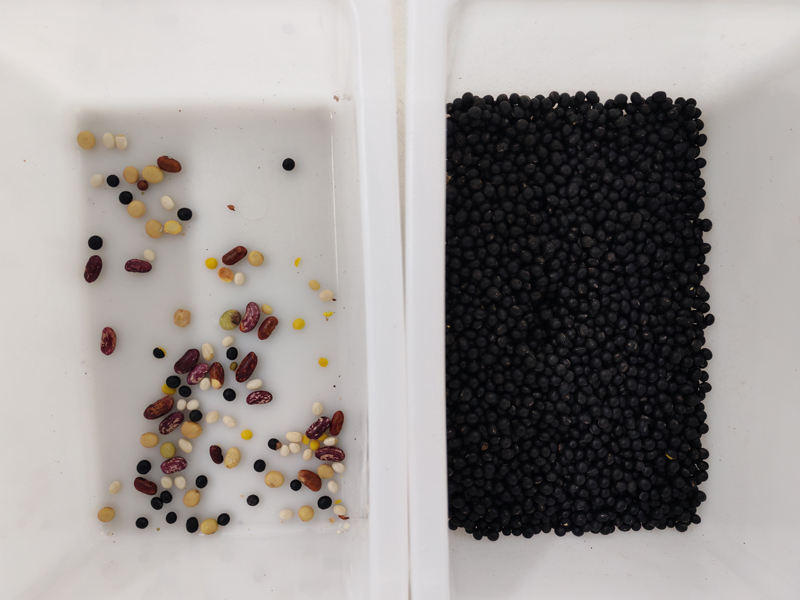 Mini trieur de couleurs pour haricots noirs avec une précision de tri de 99,99 %
