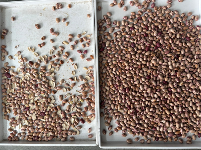 TOPSORT, un système de tri par couleur basé sur l'apprentissage profond de l'IA, est conçu pour trier les haricots ridés et les haricots coupés en deux.