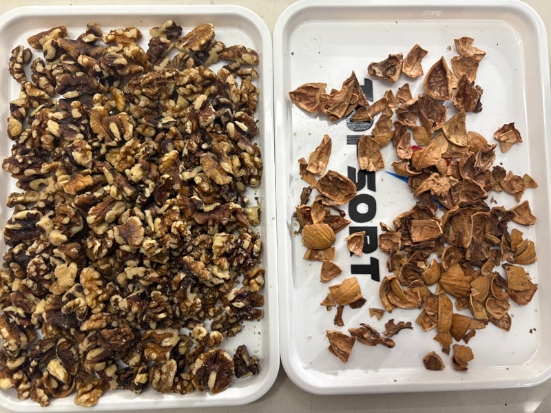 Trieuse de couleurs TOPSORT pour noix avec intelligence artificielle et caméras haute résolution