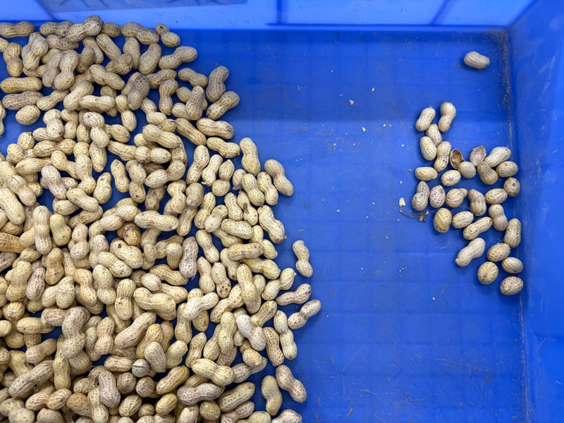 Trieuse de cacahuètes TOPSORT à 2 goulottes avec fonction de tri par couleur et par forme