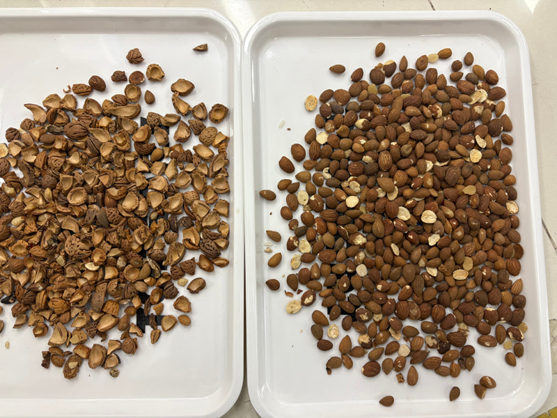 TOPSORT Fabricant de trieuses de couleurs par IA pour amandes